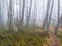 Weg durch den nebligen Kiefernwald - Kendlmühlfilzn